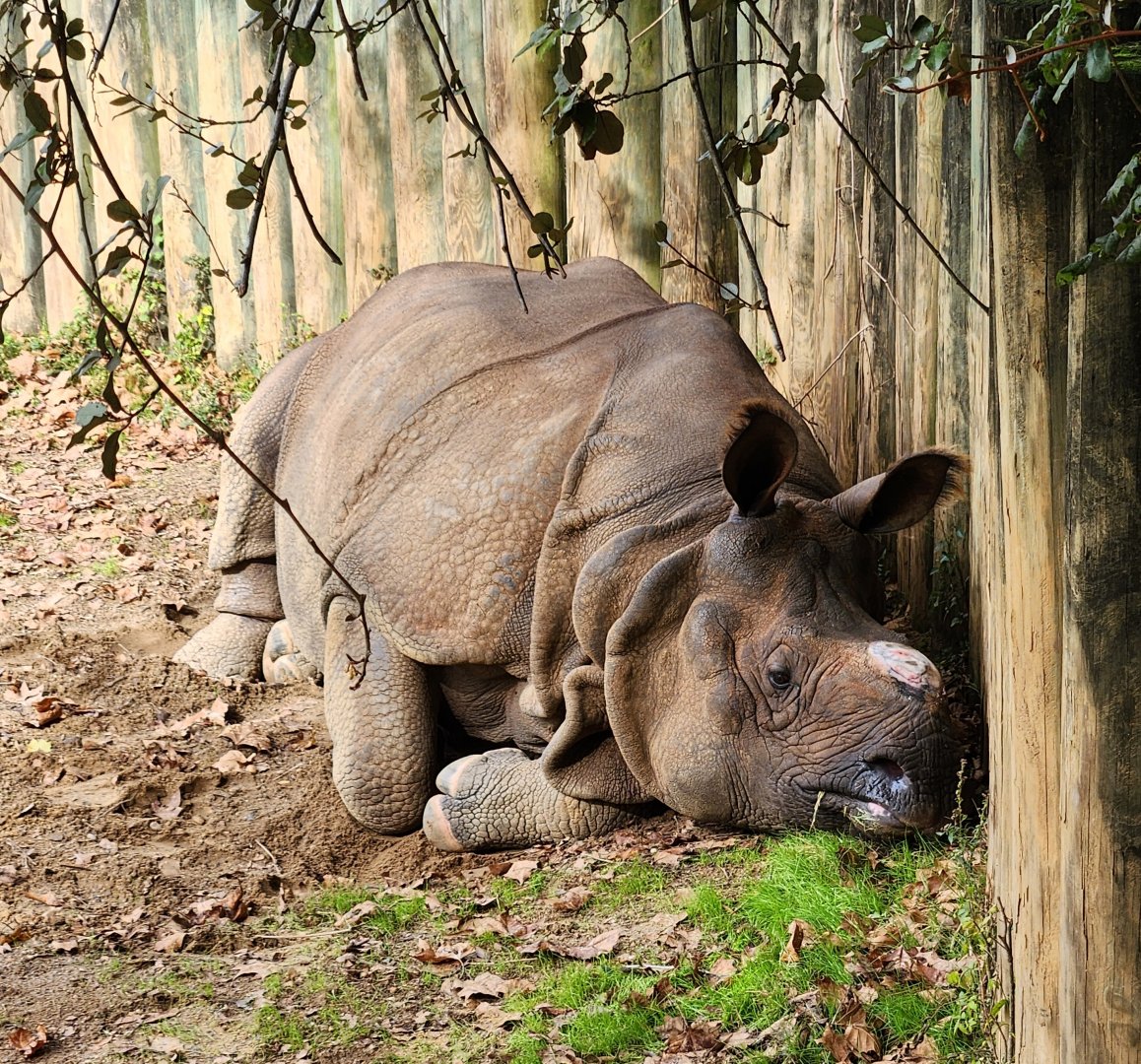 Montgomery Zoo - Indian Rhinoceros