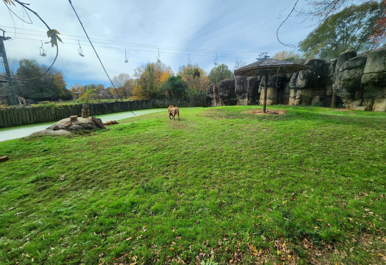 Montgomery Zoo - Lion enclosure