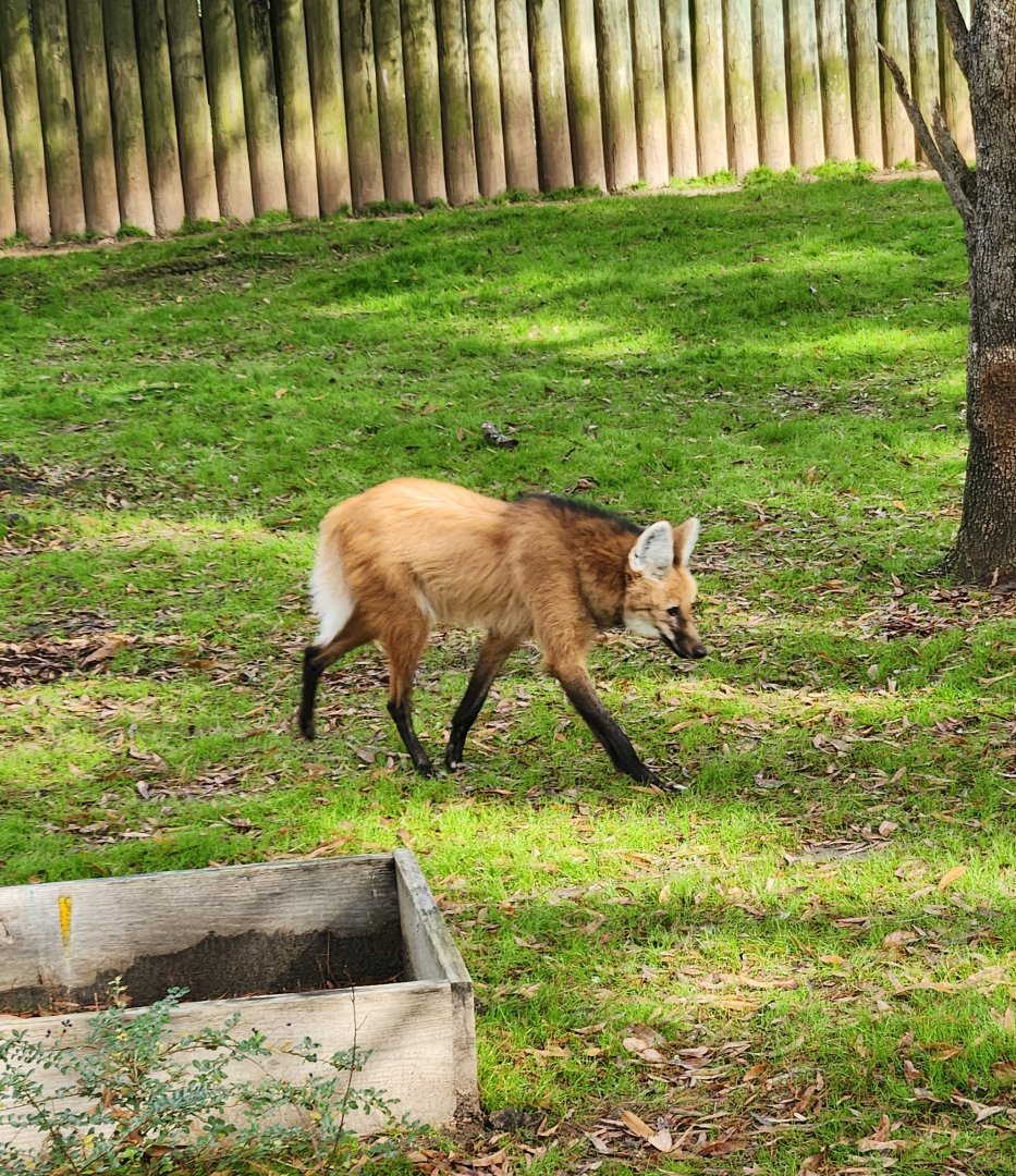 Montgomery Zoo - Maned Wolf