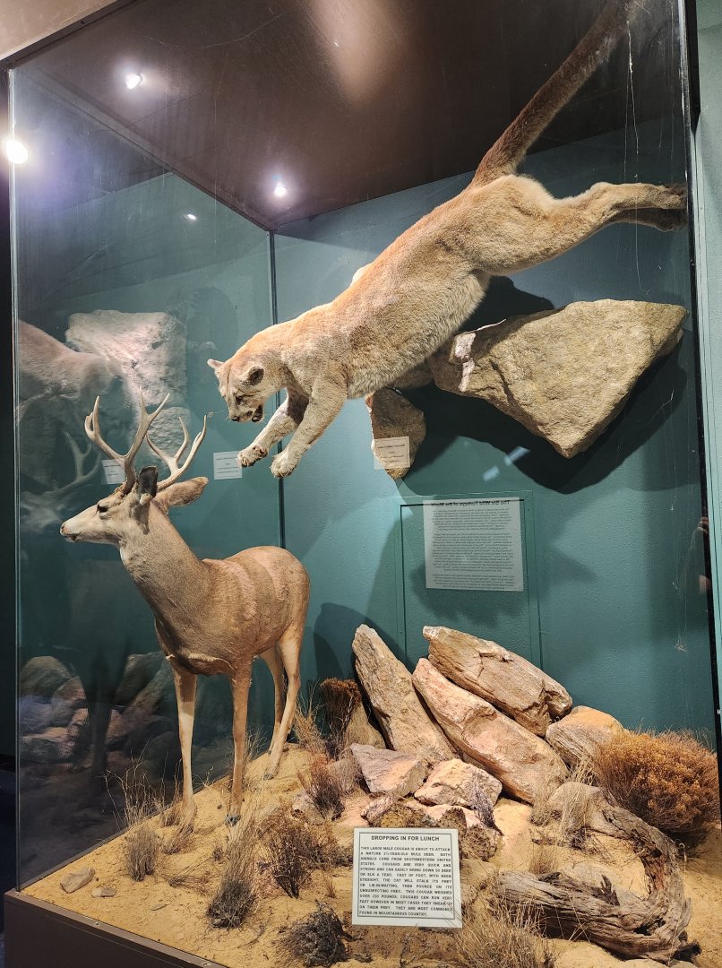 Montgomery Zoo - Mann Museum (cougar hunting display)