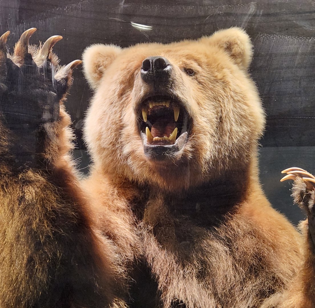 Montgomery Zoo - Mann Museum (Kodiak Bear taxidermy)