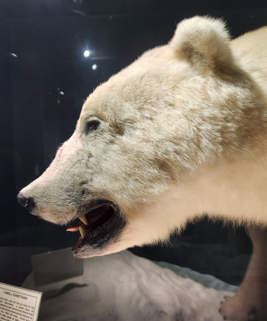 Montgomery Zoo - Mann Museum (Polar Bear taxidermy)