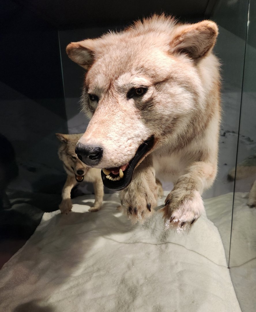 Montgomery Zoo - Mann Museum (wolf taxidermy)