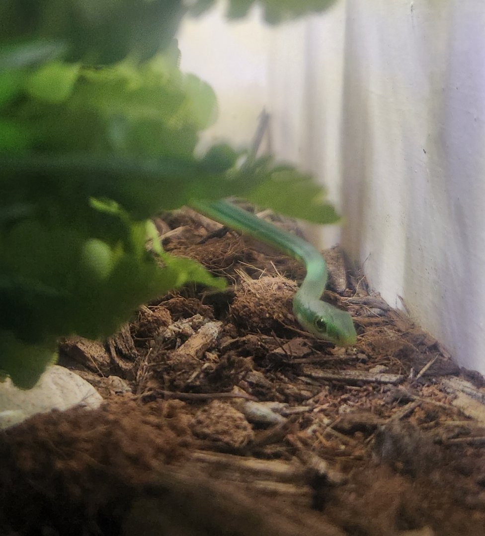 Montgomery Zoo - Opheodrys aestivus