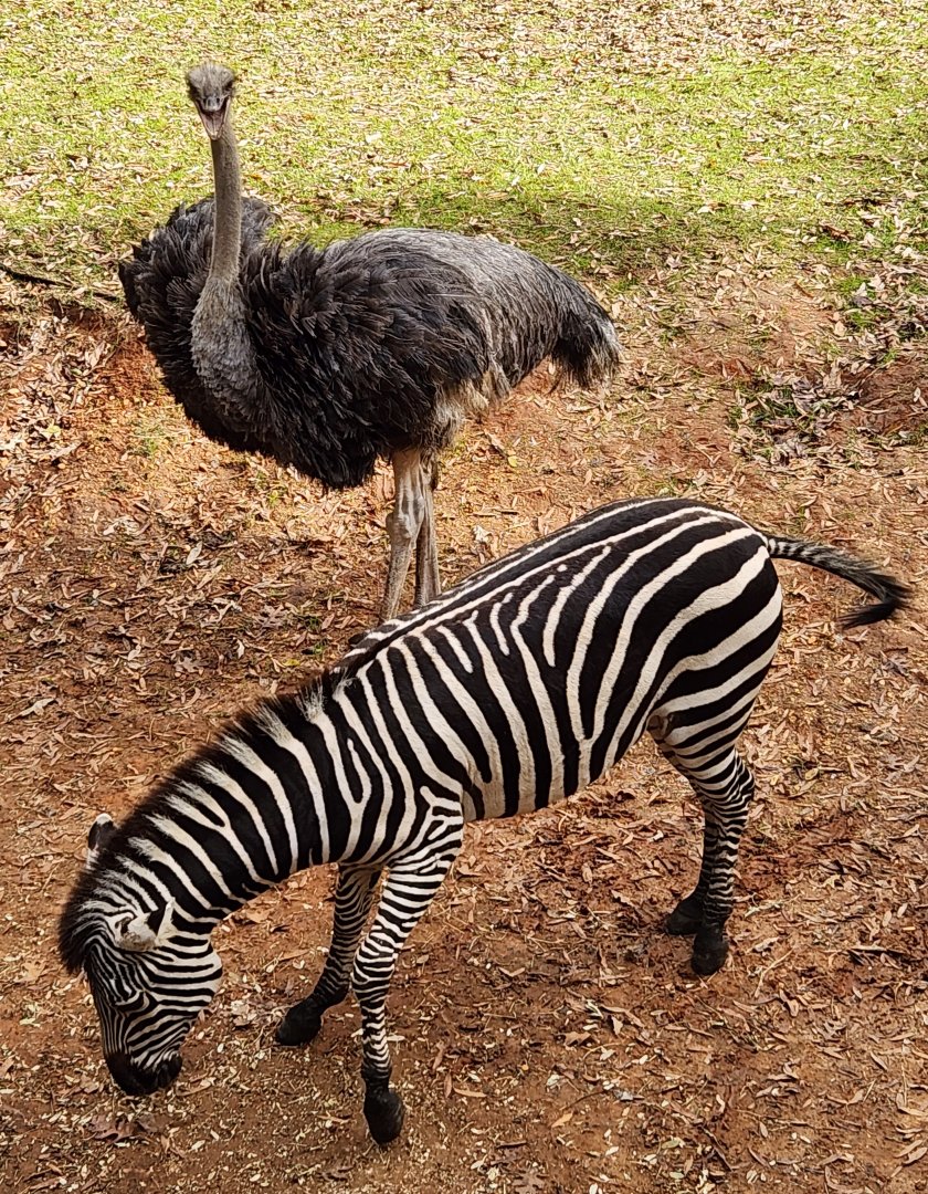 Montgomery Zoo - Ostrich and zebra