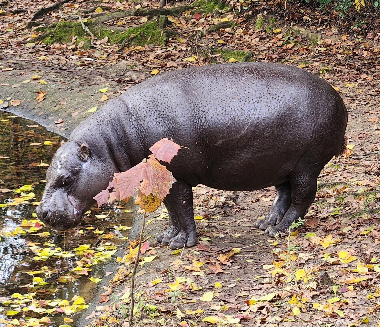 Montgomery Zoo - Pygmy Hippopotamus