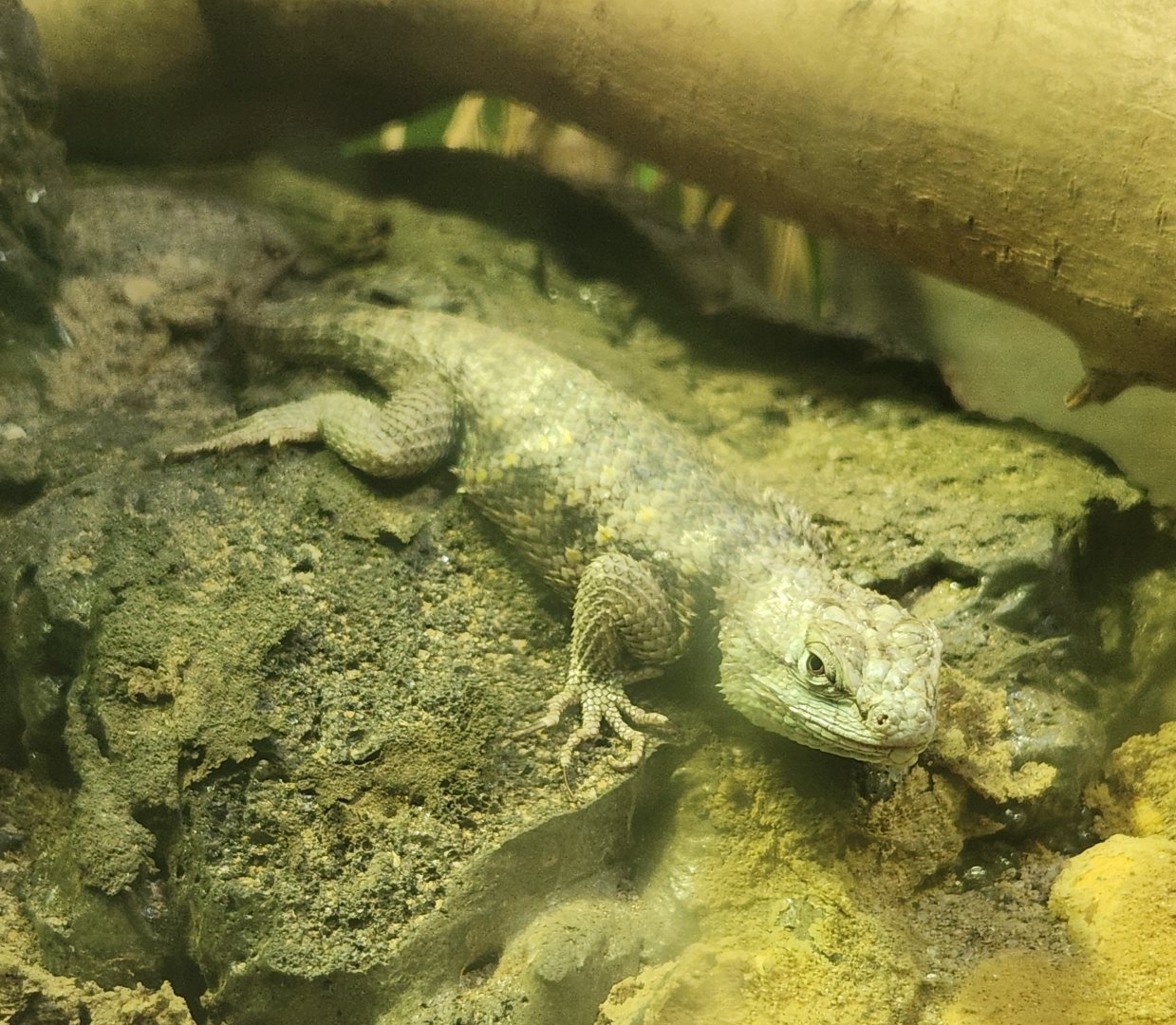 Montgomery Zoo - Sceloporus magister