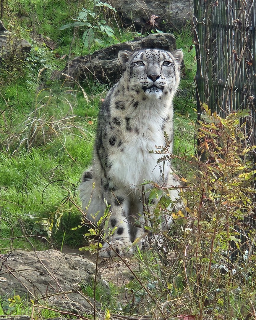 Montgomery Zoo - Snow Leopard
