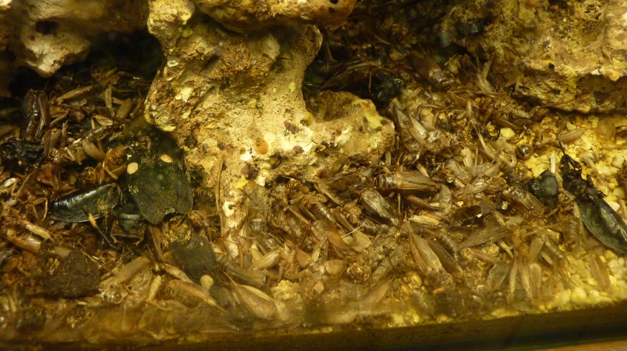 Months (maybe years?) of detritus accumulated in terrarium