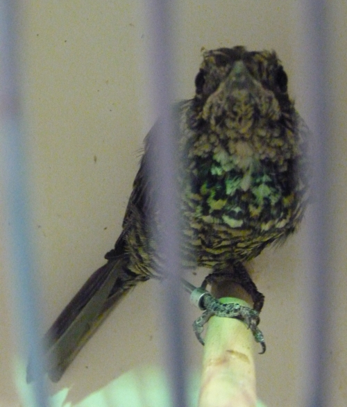 Monticola rufiventris