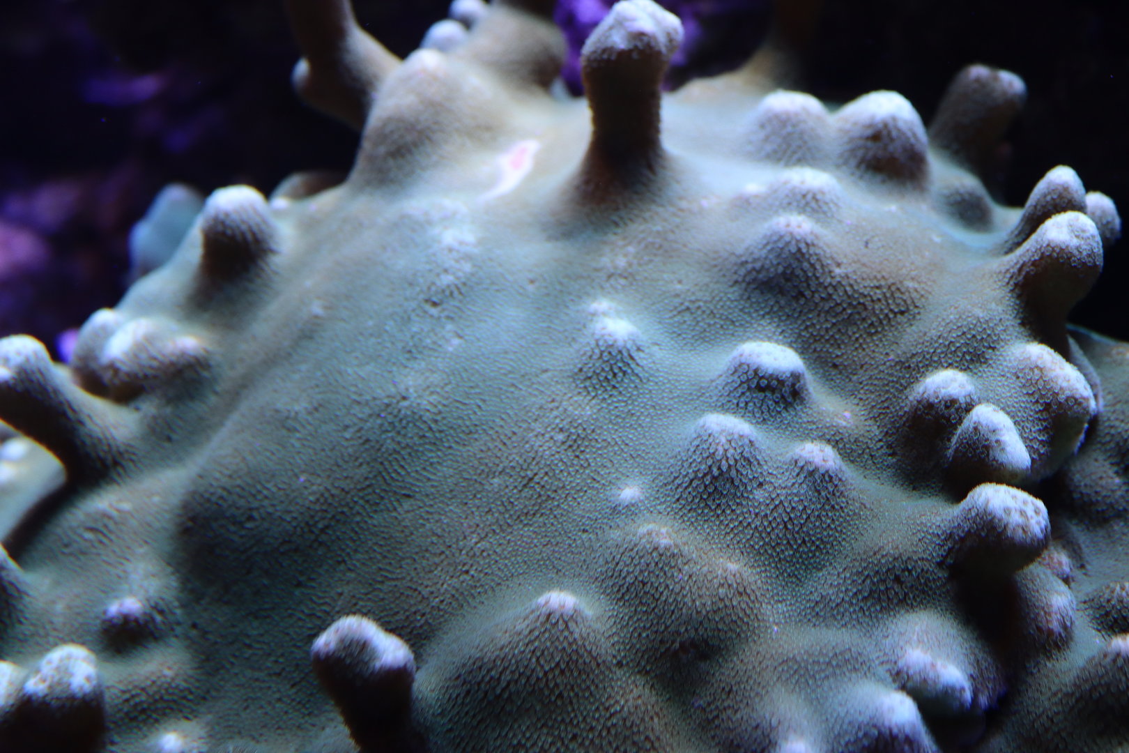 Montipora digitata