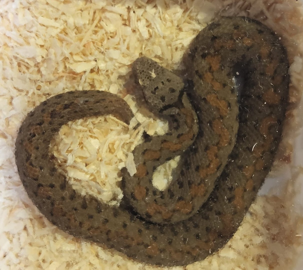 Montivipera raddei raddei