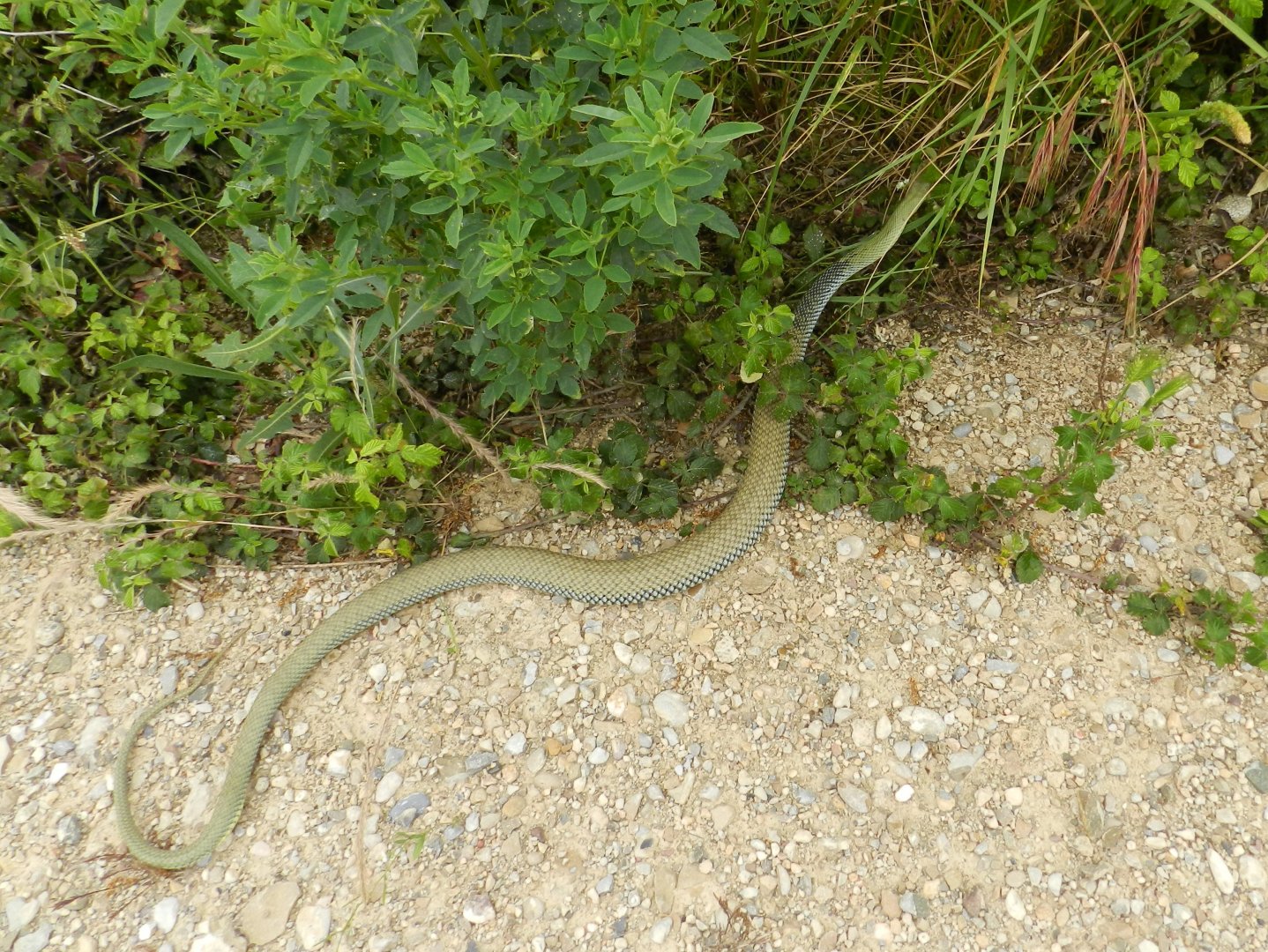 Montpellier Snake, adult, Malpolon monspessulanus