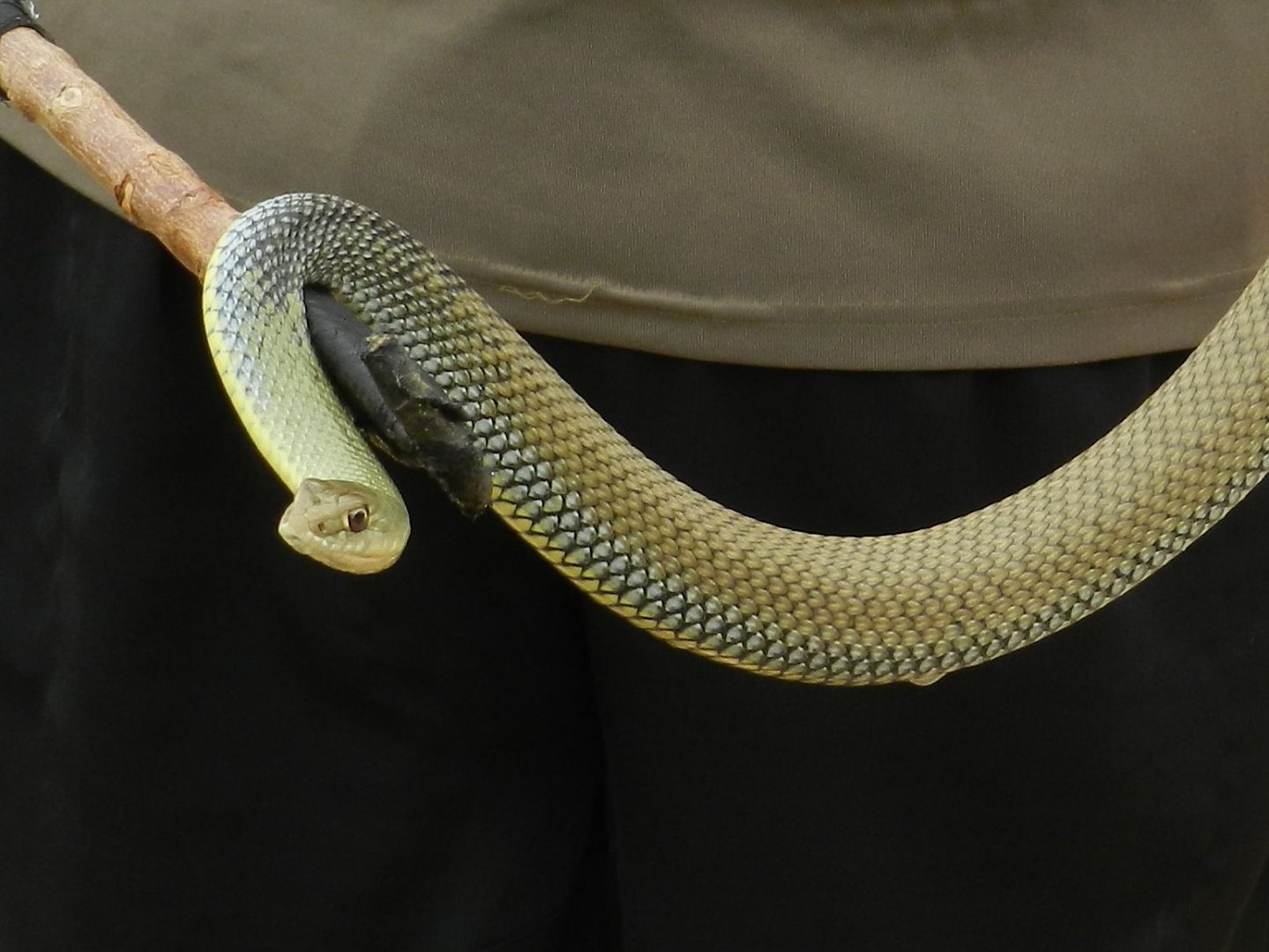Montpellier Snake, adult, Malpolon monspessulanus