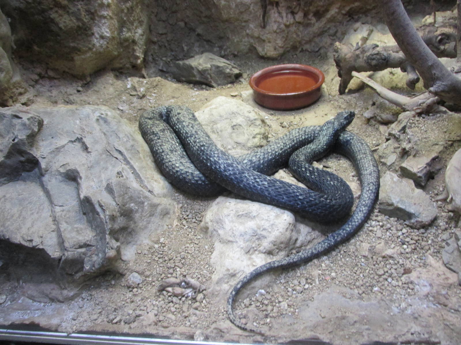 montpellier snake barcelona zoo