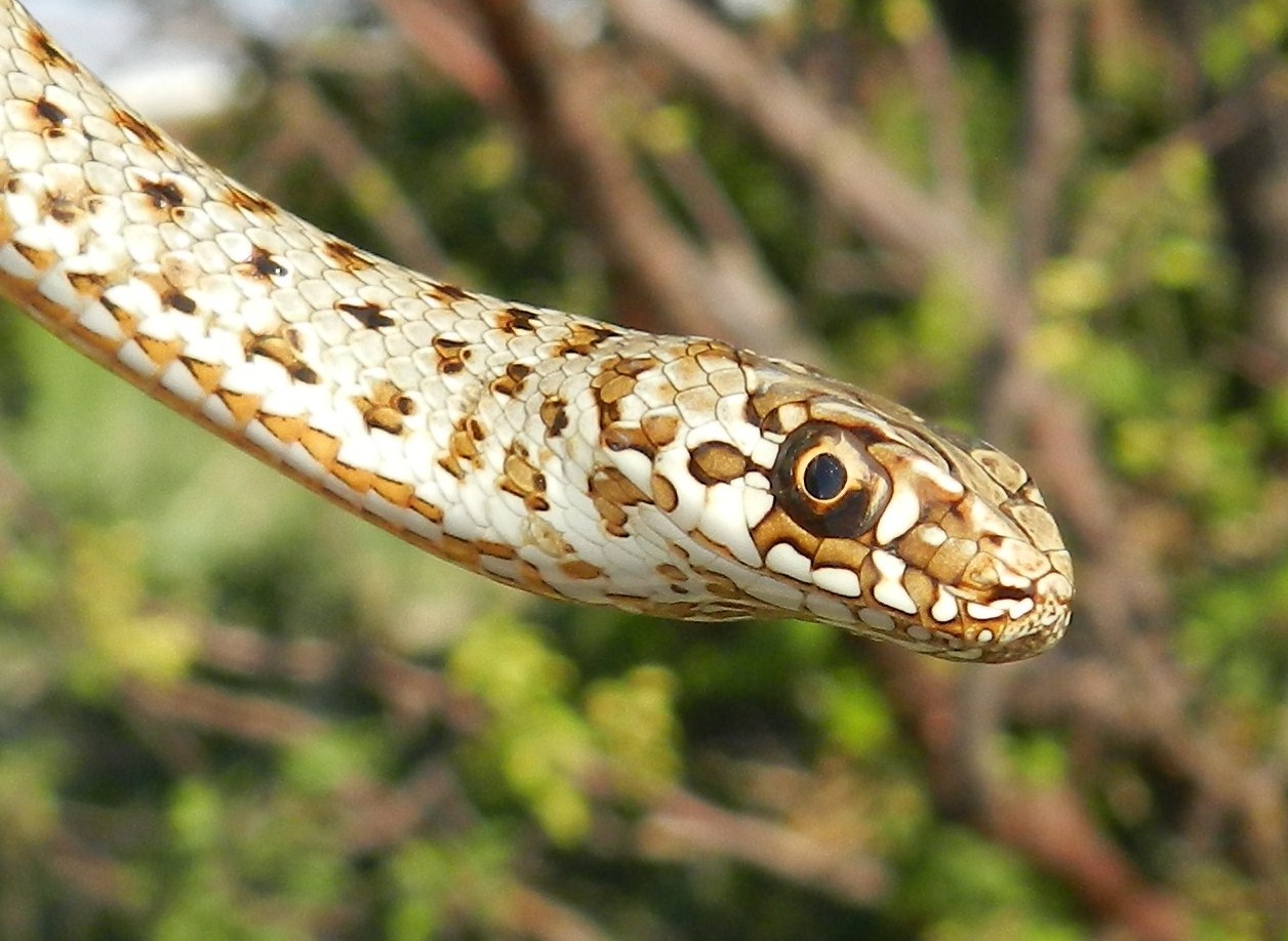 Montpellier Snake, juvenile, Malpolon monspessulanus