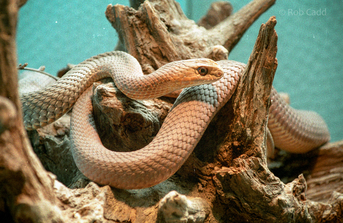 Montpellier snake : London : 1983