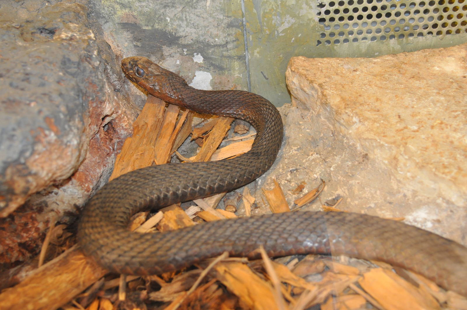 Montpellier snake/ Malpolon monspessulanus insignitus