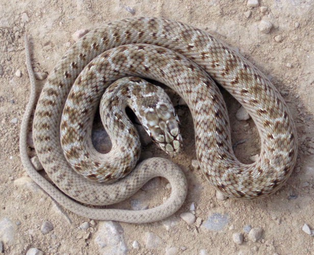 Montpellier Snake (Malpolon monspessulanus)