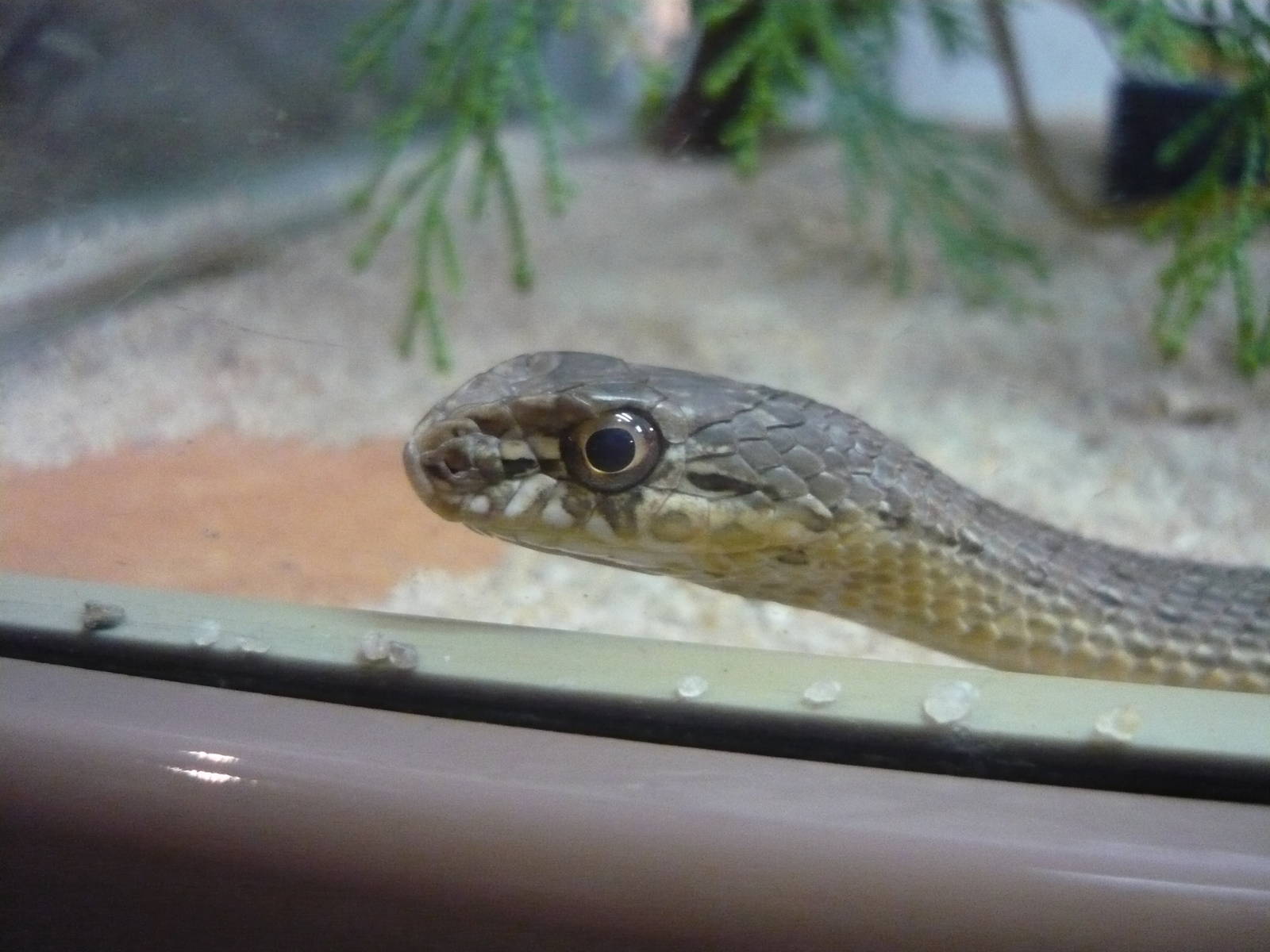 Montpellier snake (Malpolon monspessulanus)