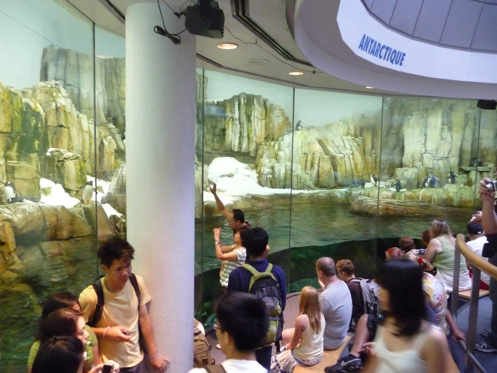 Montreal Biodome - Penguin Exhibit Viewing Window