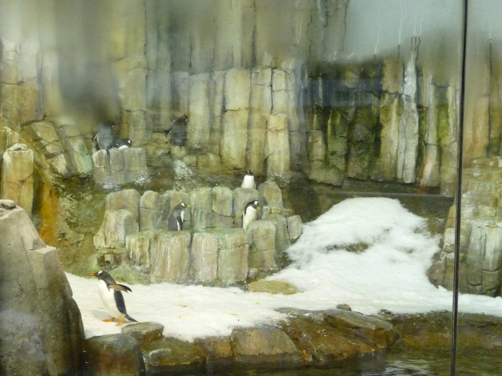Montreal Biodome - Penguin Exhibit