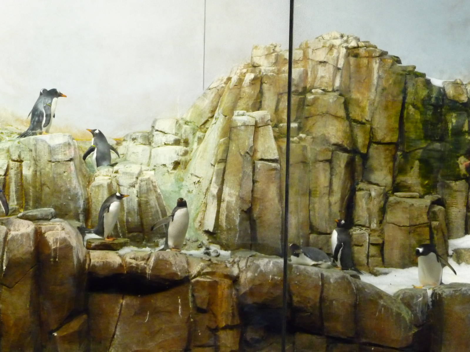 Montreal Biodome - Penguin Exhibit
