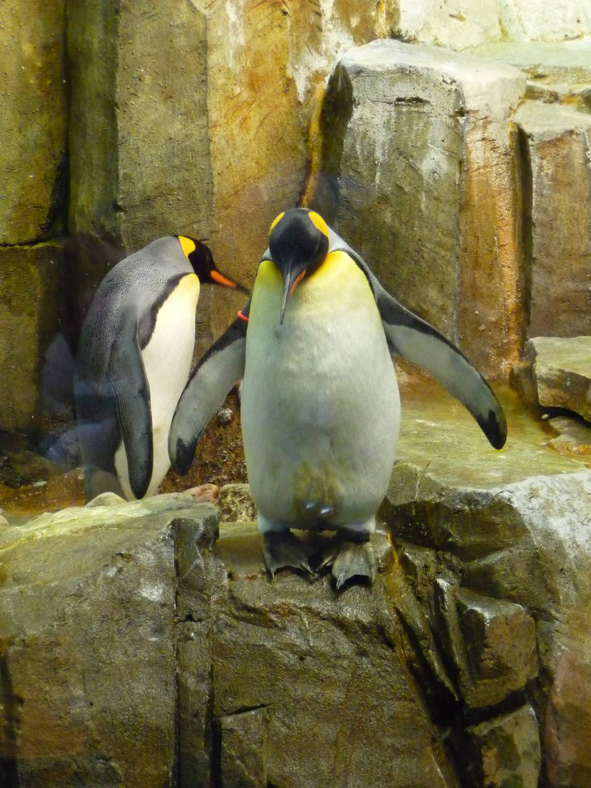 Montreal Biodome - Penguins
