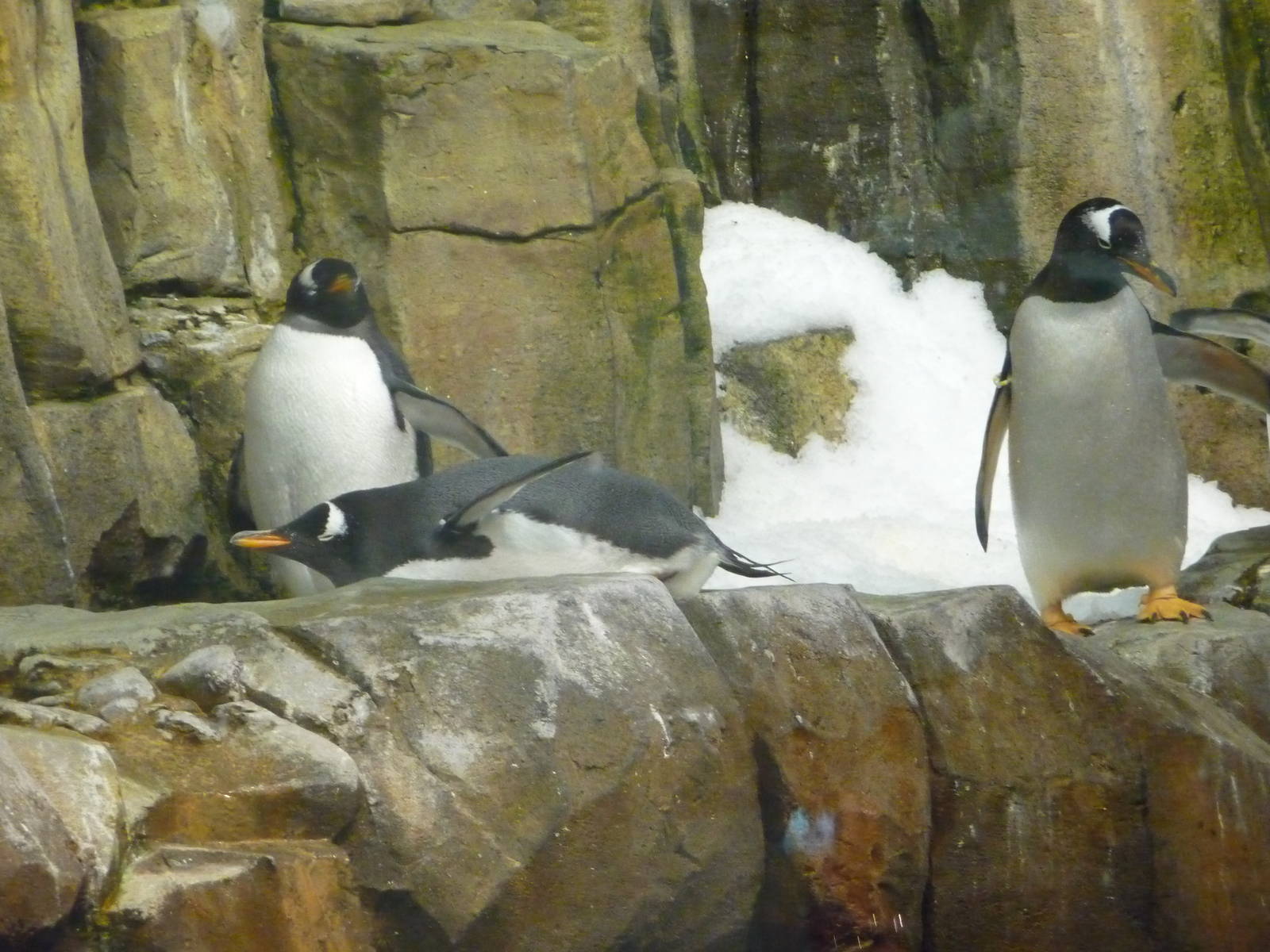 Montreal Biodome - Penguins