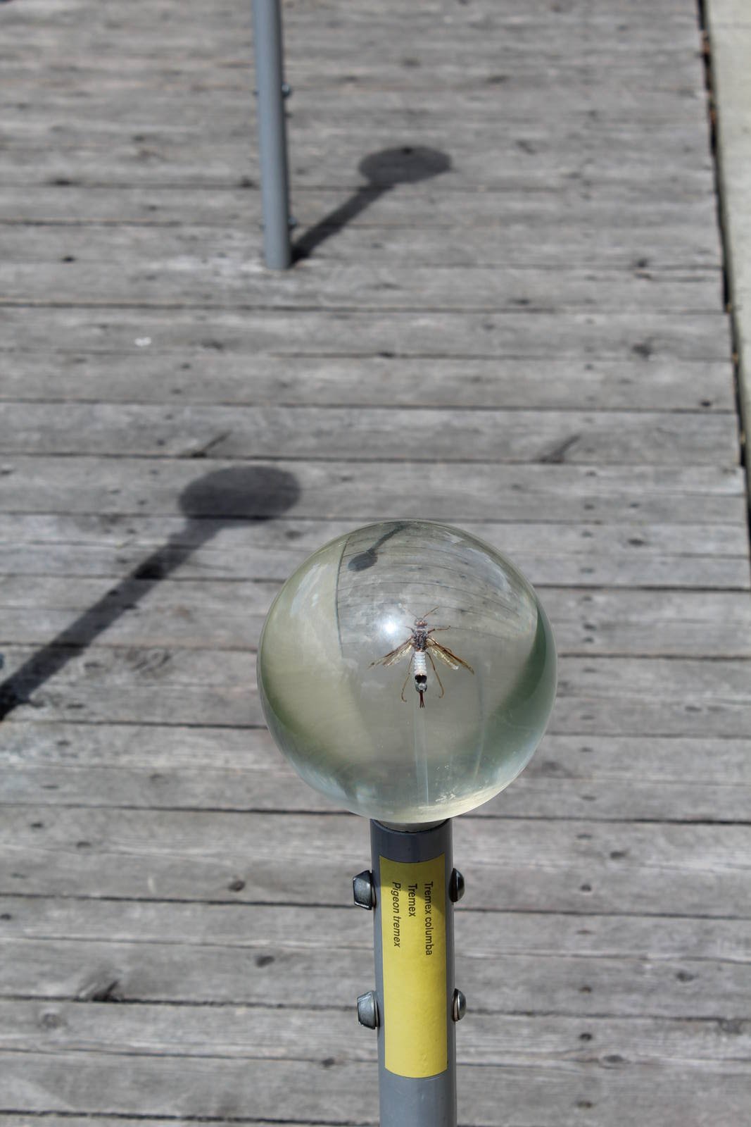 Montreal Botanical Garden Insectarium - June 2016