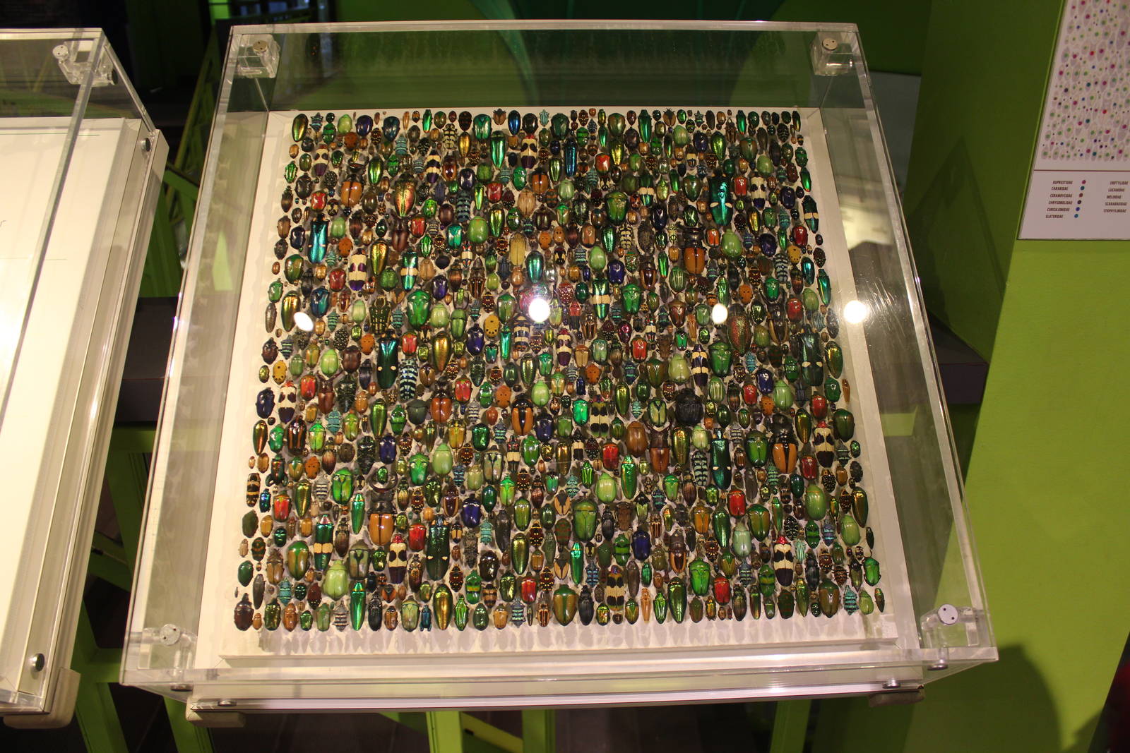 Montreal Botanical Garden Insectarium - June 2016