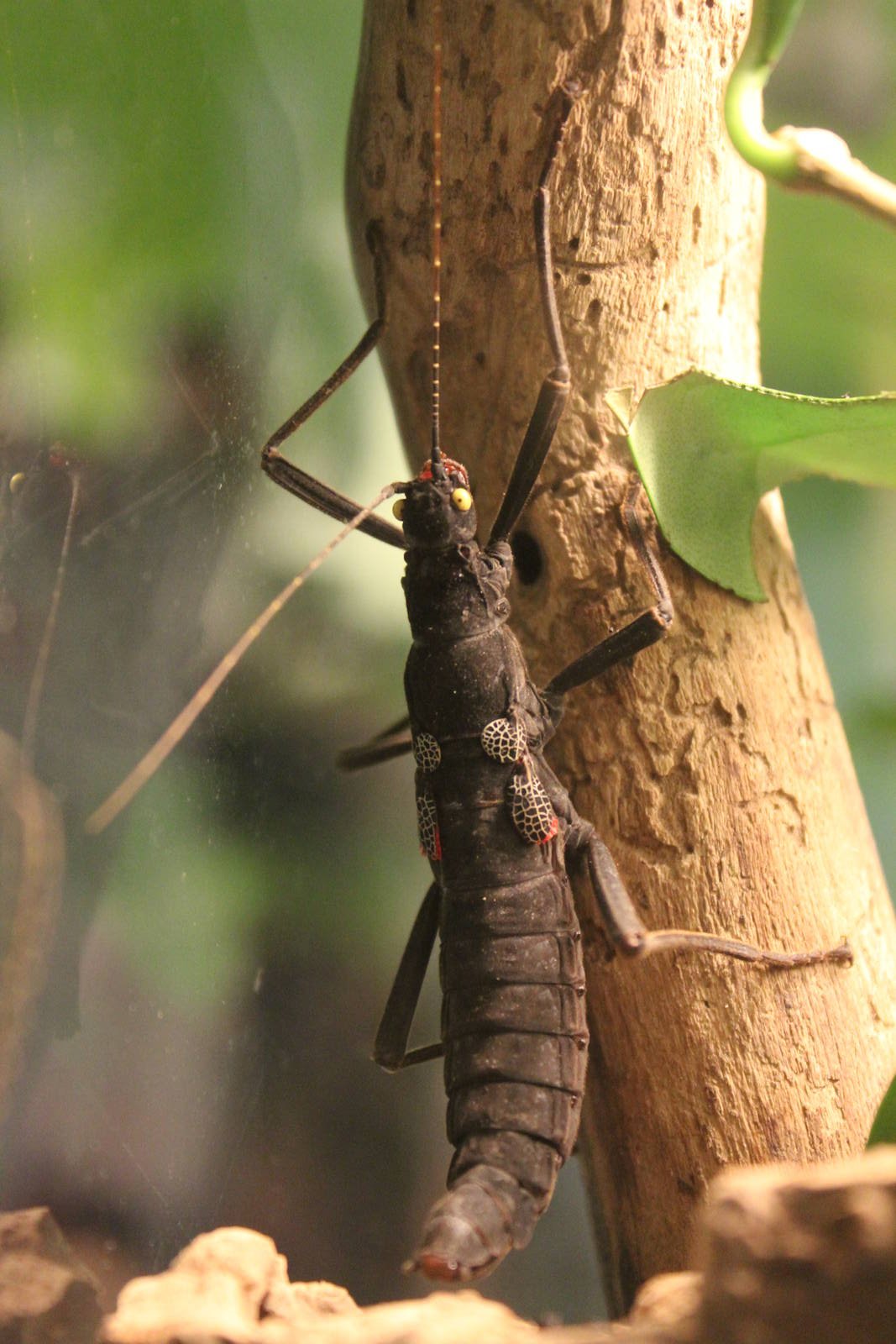 Montreal Botanical Garden Insectarium - June 2016