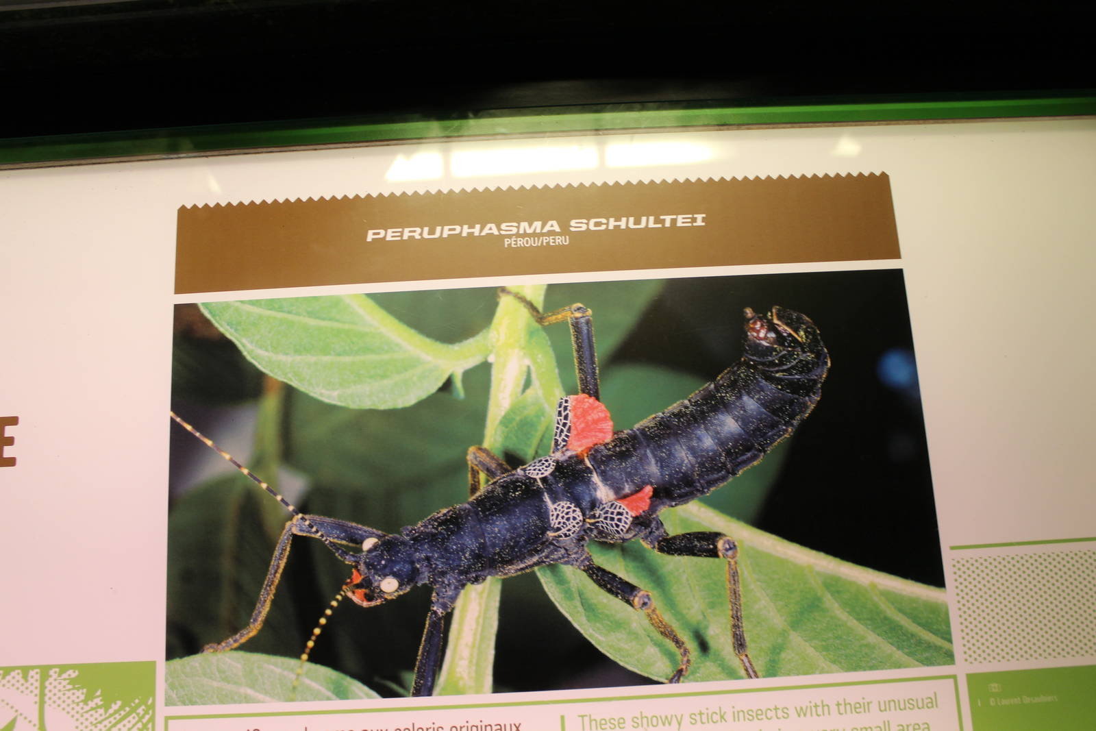 Montreal Botanical Garden Insectarium - June 2016