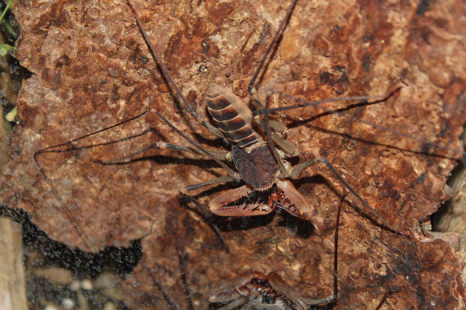 Montreal Botanical Garden Insectarium - June 2016