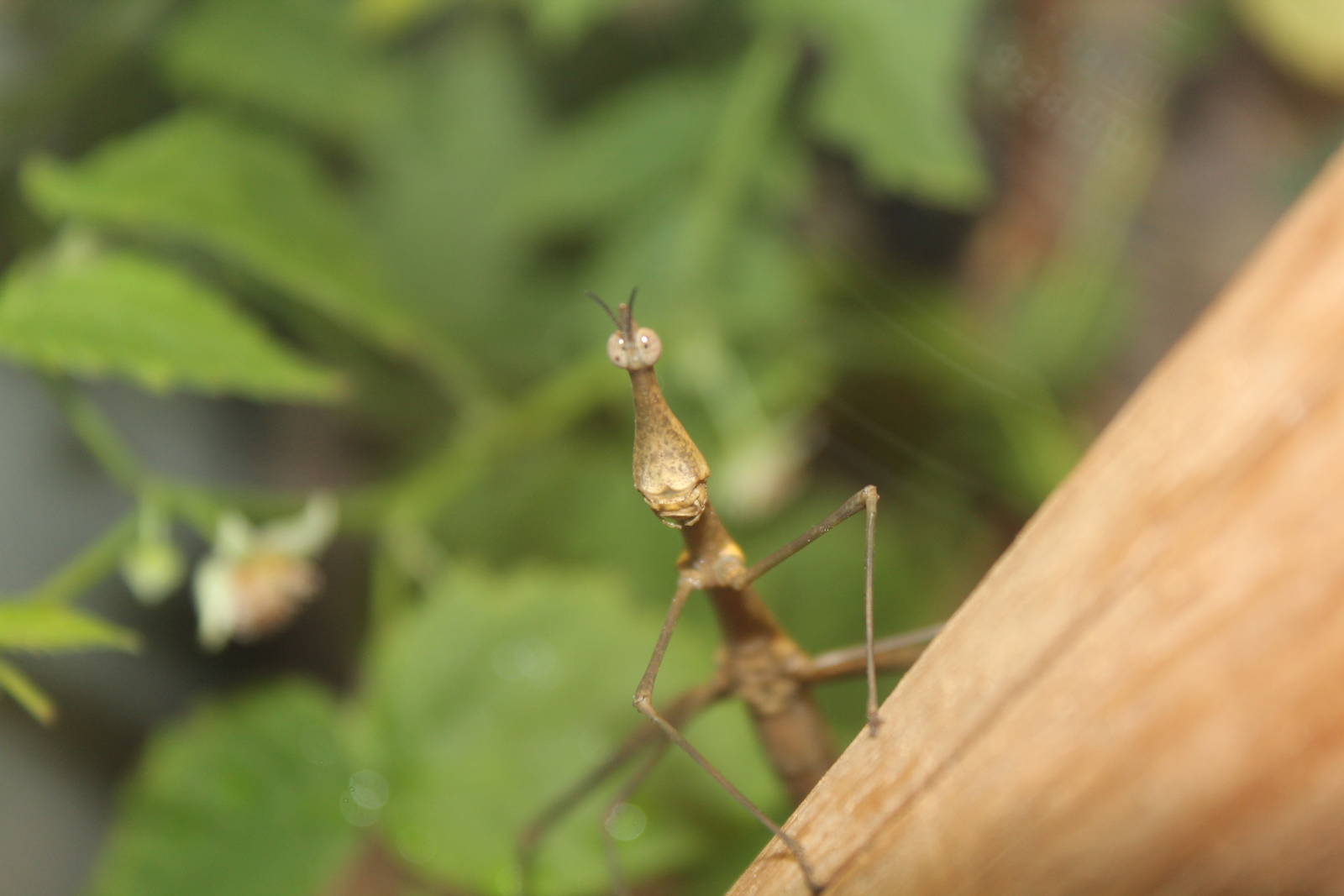 Montreal Botanical Garden Insectarium - June 2016