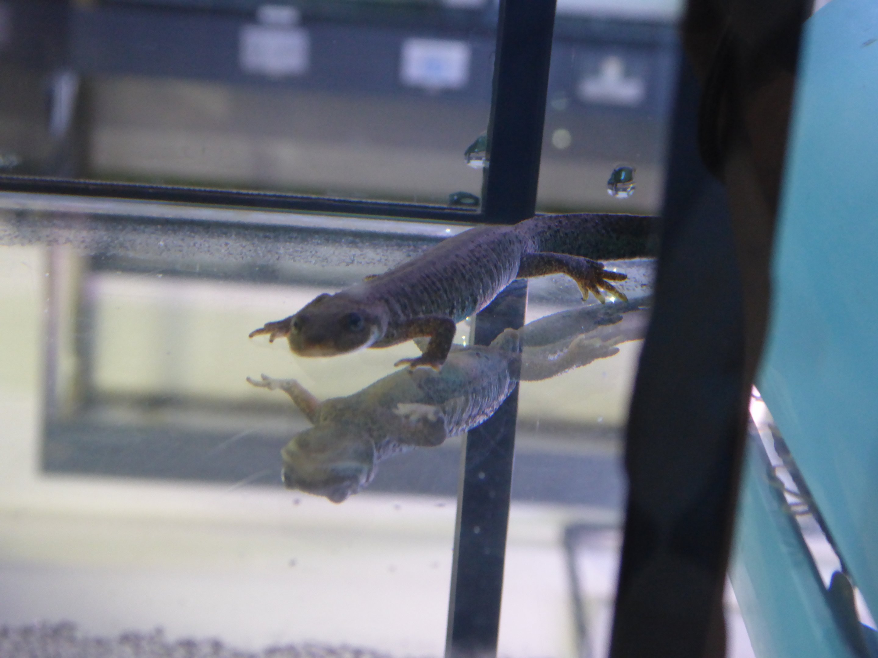 Montseny Brook Newt (Calotriton arnoldi) at  Zoo Barcelona - March 4th 2019