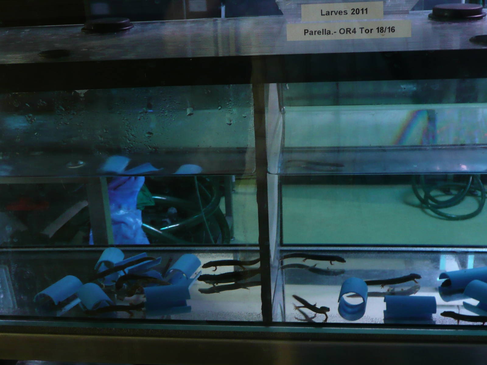 Montseny brook salamander breeding room