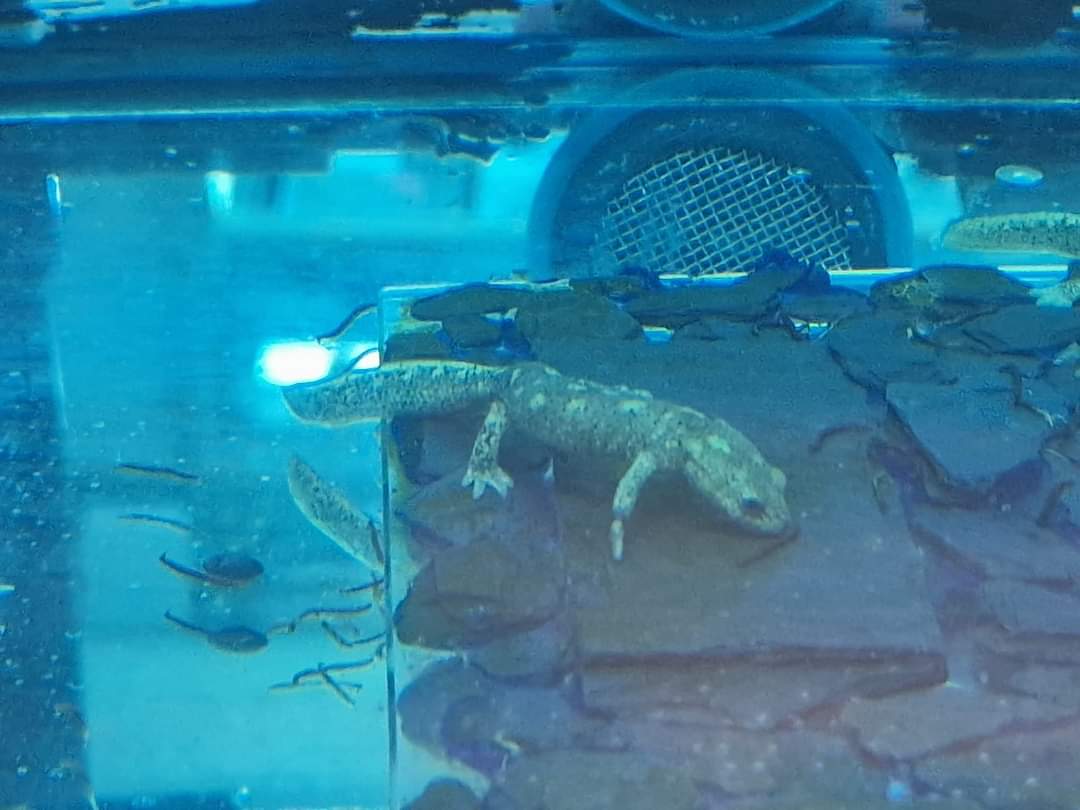 Montseny Brook Salamander