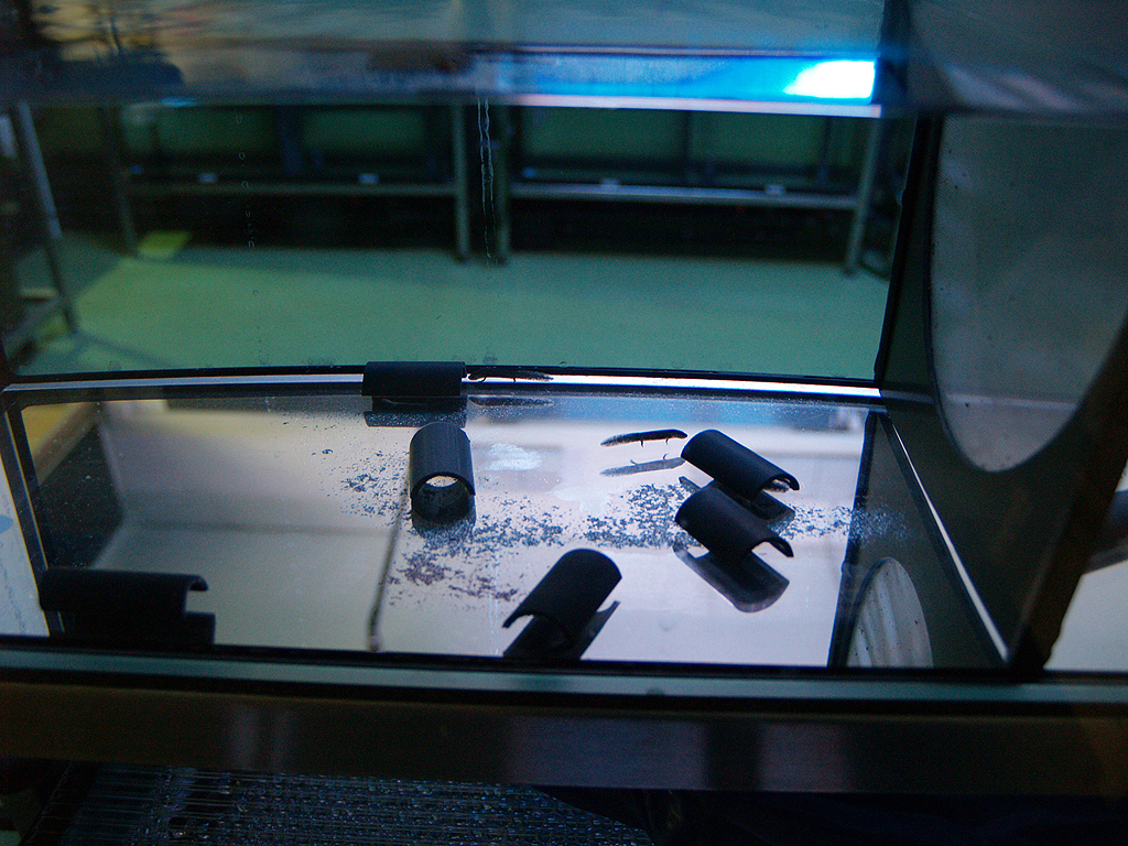 Montseny Newt (Calotriton arnoldi) - Zoo Barcelona