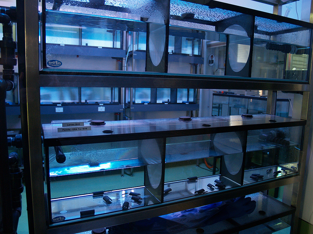 Montseny Newt (Calotriton arnoldi) - Zoo Barcelona