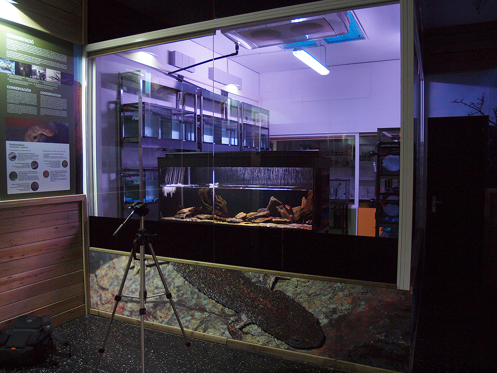 Montseny Newt (Calotriton arnoldi) - Zoo Barcelona