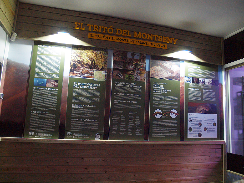 Montseny Newt (Calotriton arnoldi) - Zoo Barcelona