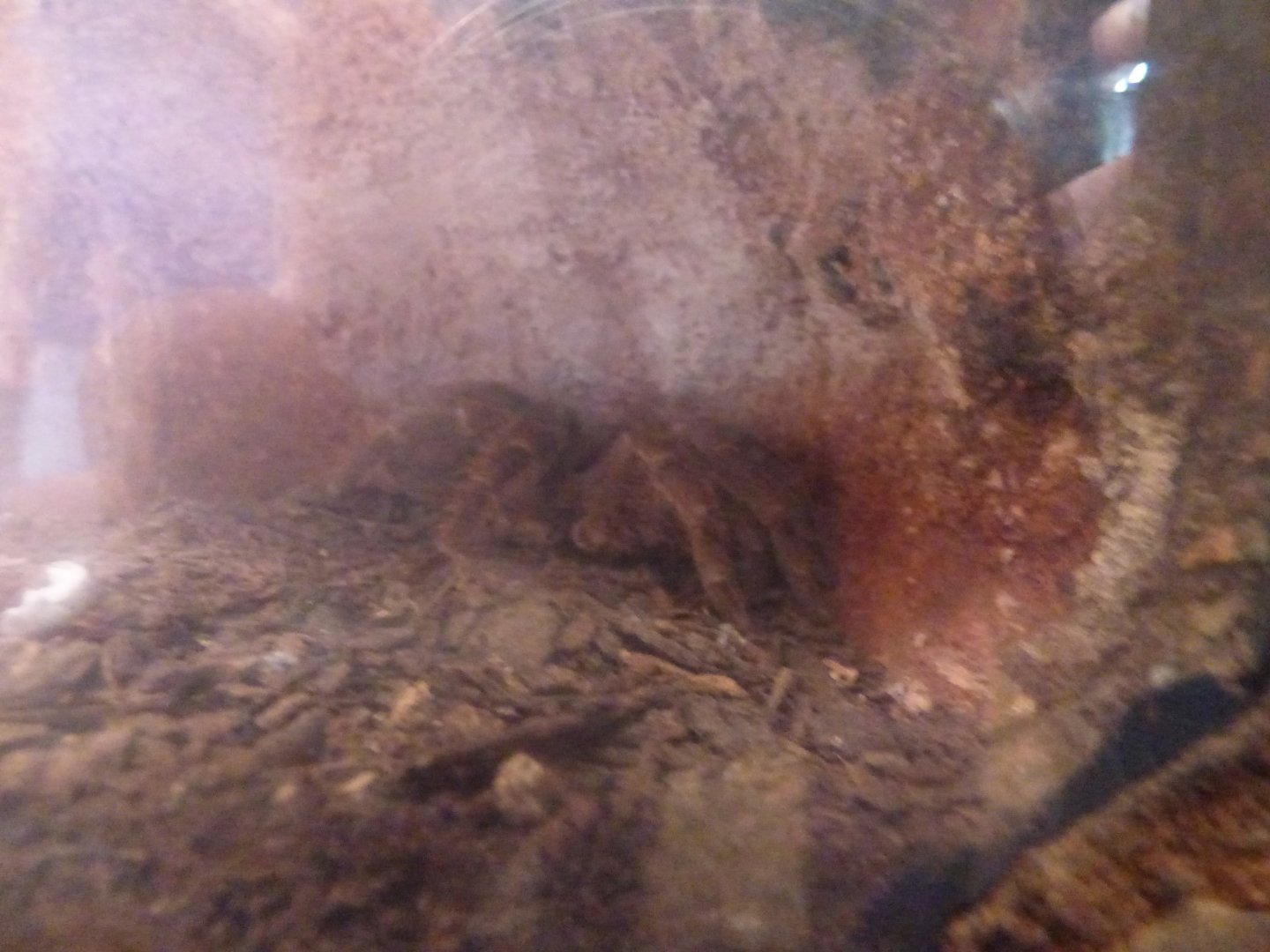 Montseratt Turantula