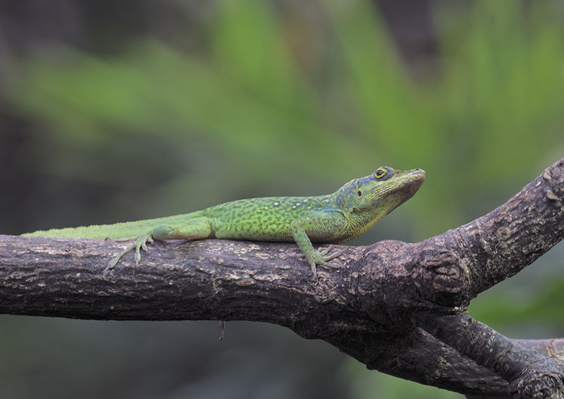 Montserrat anole