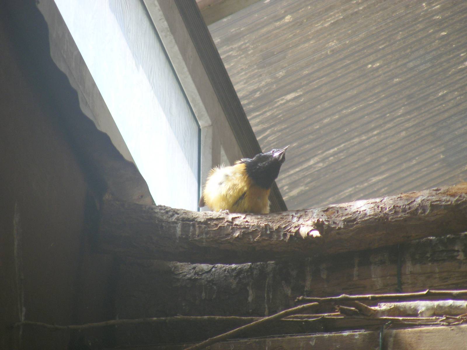 Montserrat oriole at Twycross Zoo, 29 August 2010