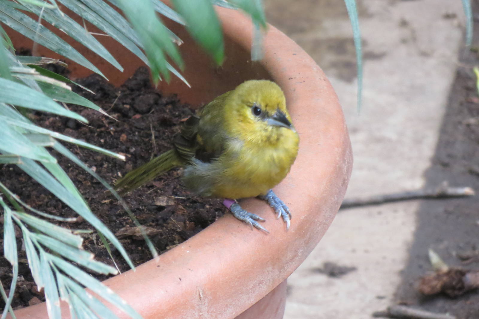 Montserrat Oriole female 240815