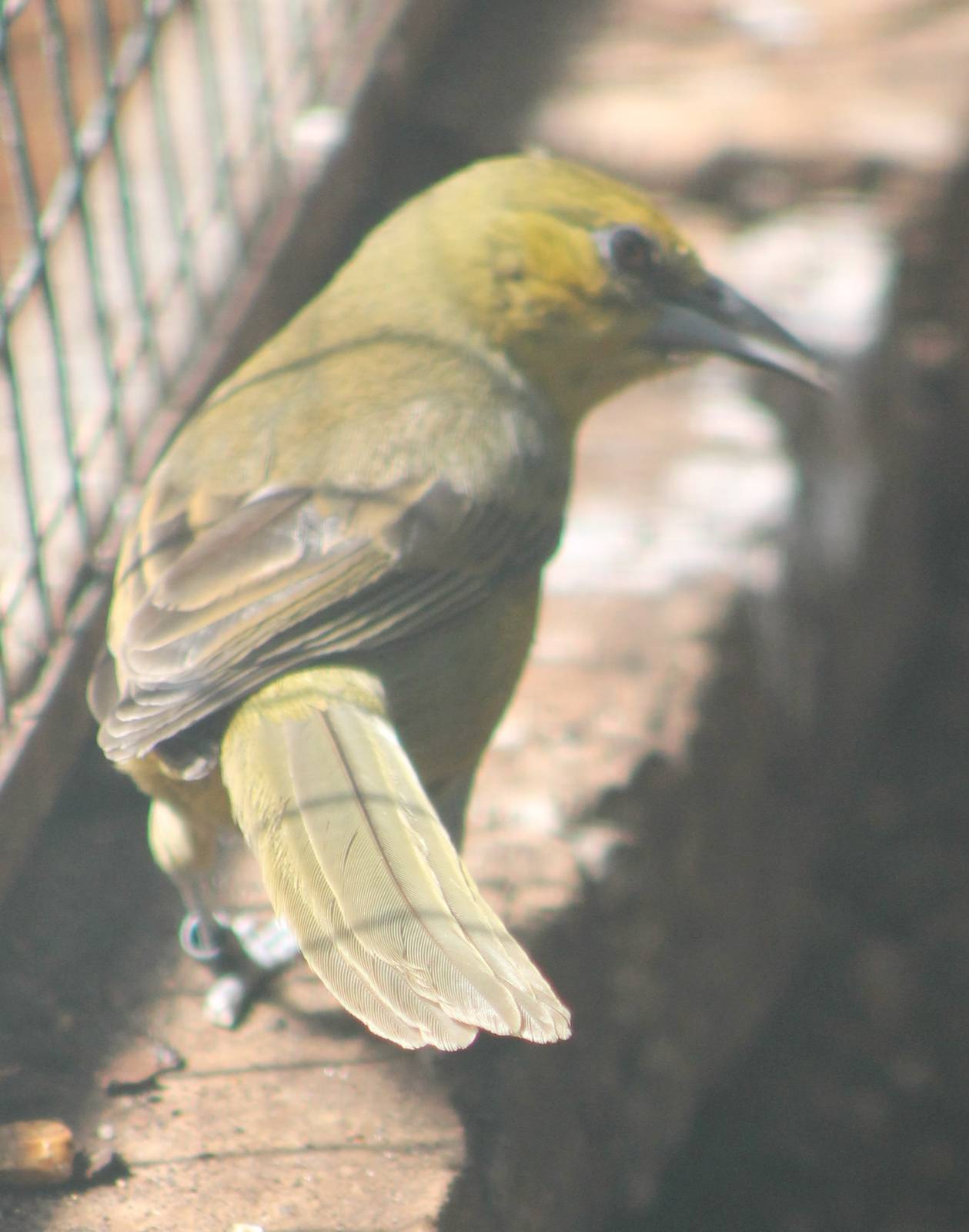 Montserrat oriole female