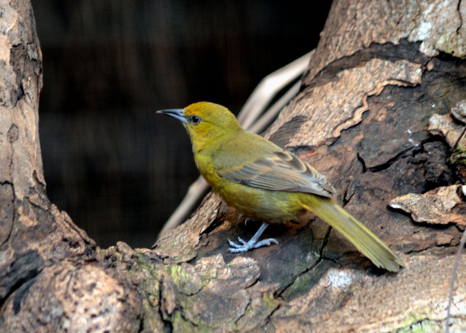 Montserrat Oriole Female