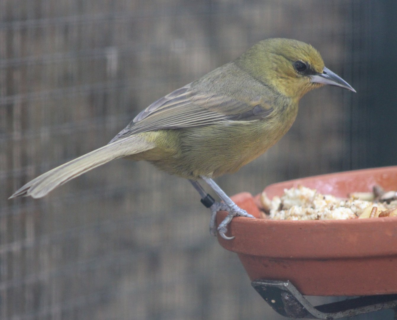 Montserrat oriole - female