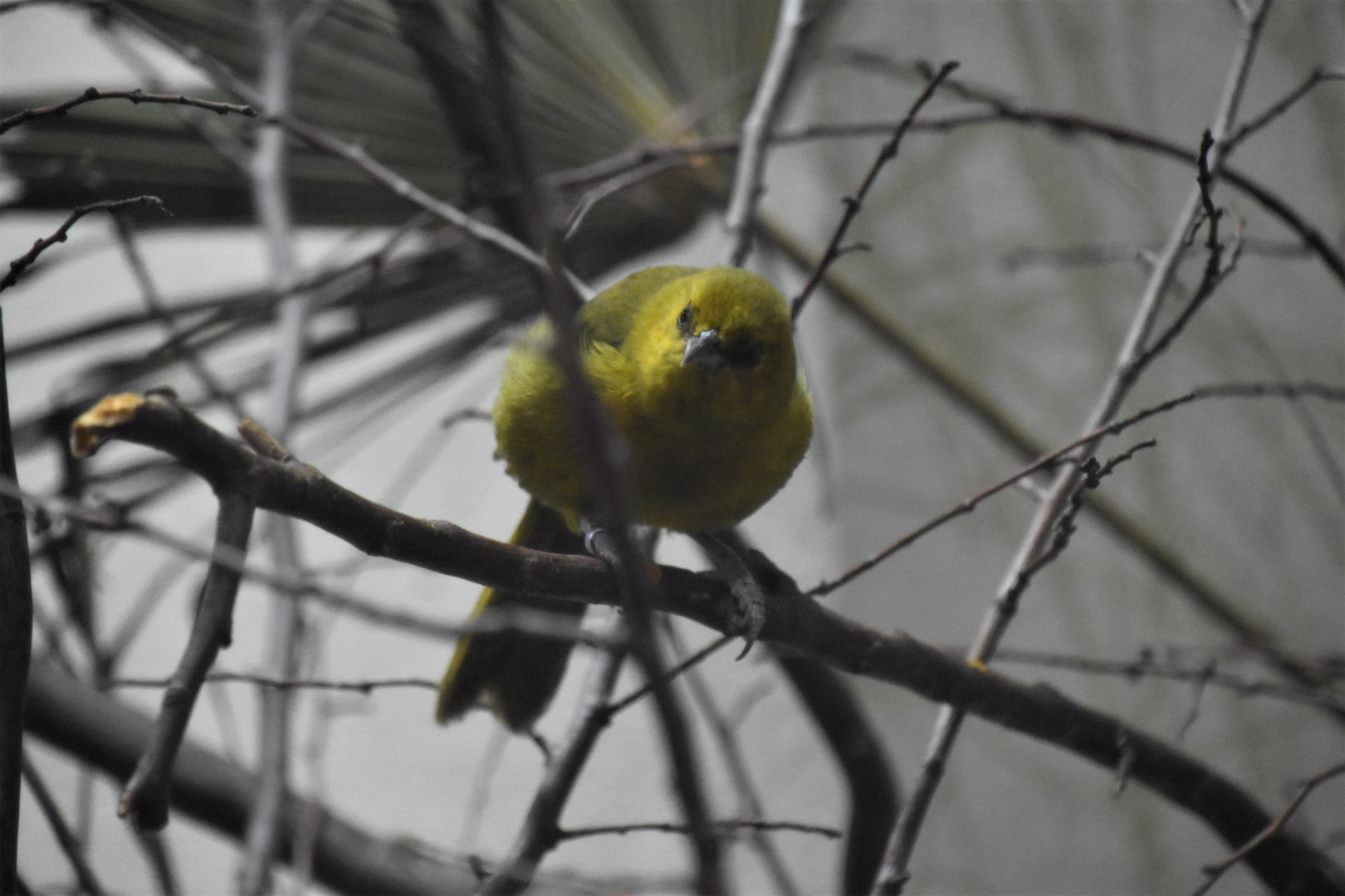 Montserrat oriole female
